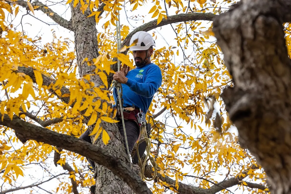 Skilled Tree Pruning crew working in Copper City