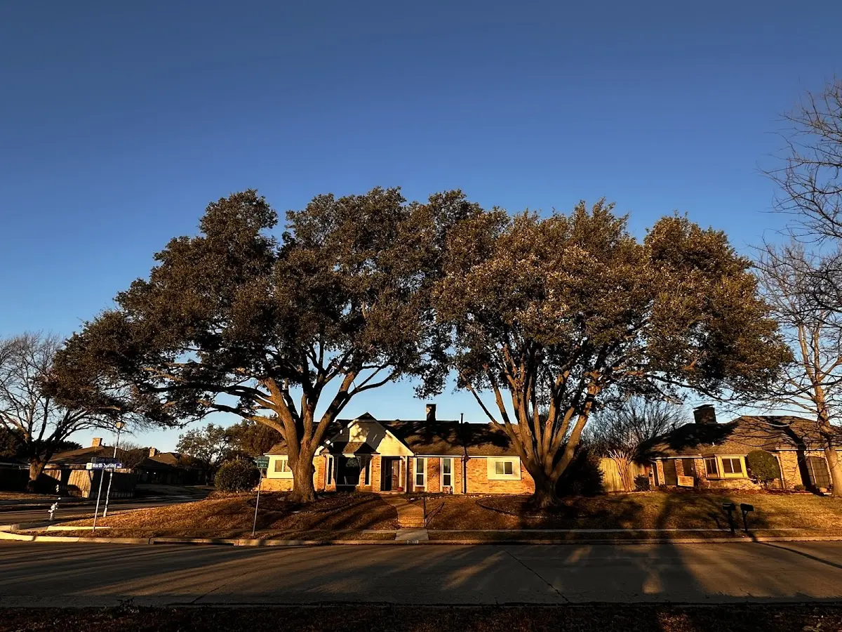 Established residential canopy tree shading a home in Copper City